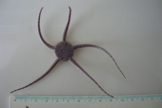 Image of serpent star