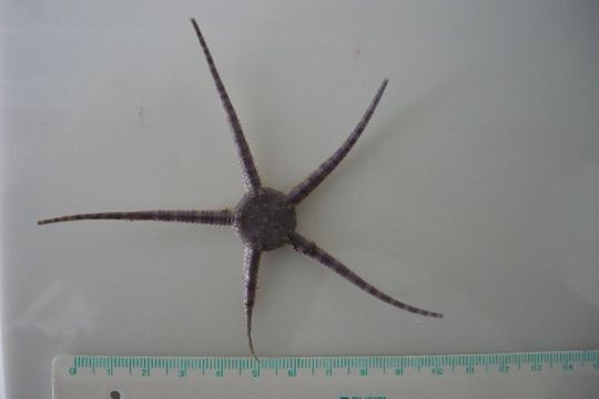 Image of serpent star