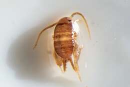 Image of Myrmecophilus (Myrmecophilus) fuscus Stalling 2013