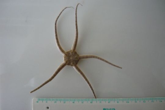 Image of serpent star