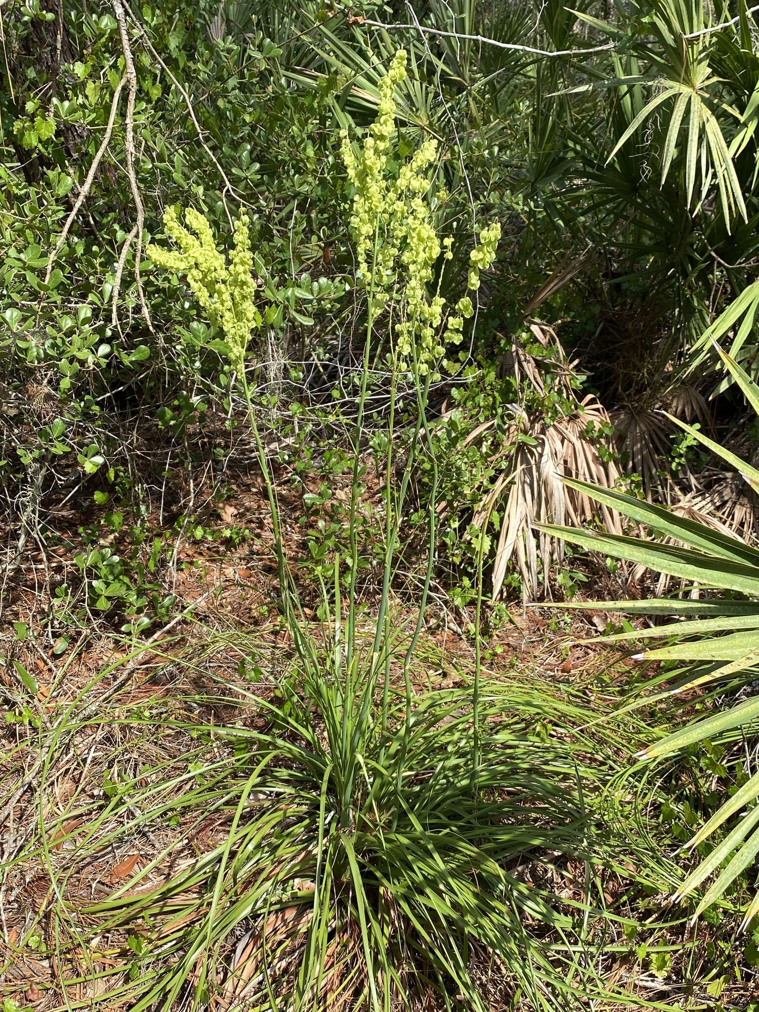 Image of Britton's beargrass