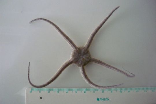Image of serpent star