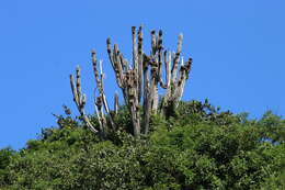 Imagem de Pilosocereus ulei (K. Schum.) Byles & G. D. Rowley