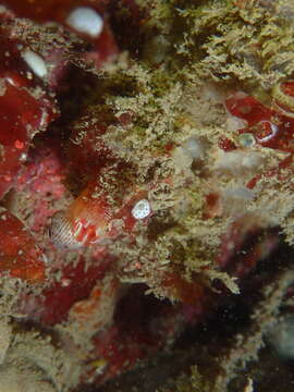 صورة Pyura microcosmus (Savigny 1816)