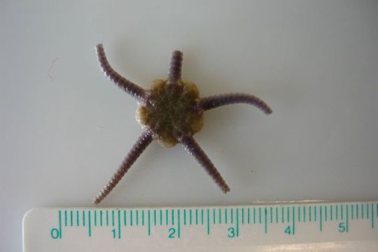 Image of little serpent-star