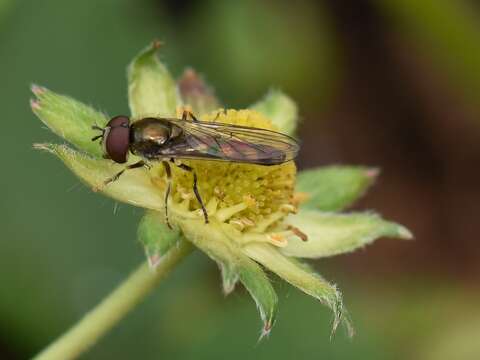 Image of Platycheirus scutatus (Meigen 1822)