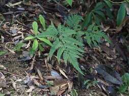 Image de Arachniodes pseudoaristata (Tag.) Ohwi