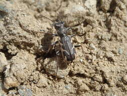 Image of Neocicindela dunedensis (Laporte 1867)