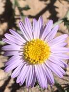 Image of Leucosyris coulteri (A. Gray) Pruski & R. L. Hartman