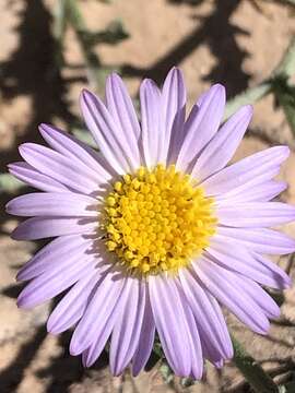 Imagem de Leucosyris coulteri (A. Gray) Pruski & R. L. Hartman