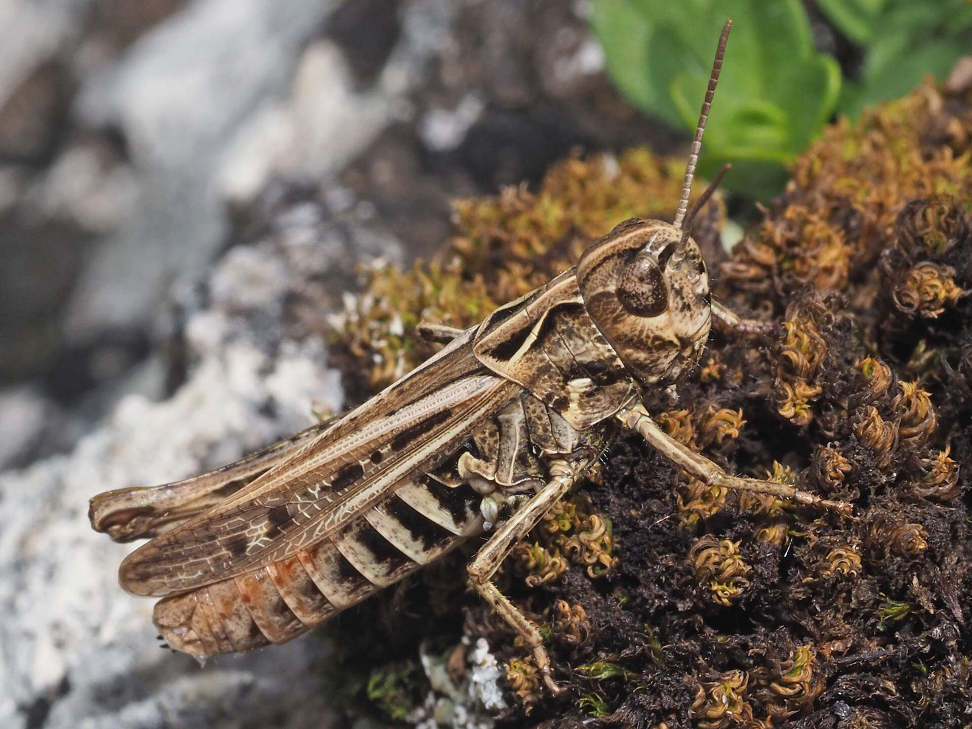 Image of orange-tipped grasshopper