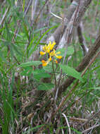 Image of Polygala reinii Franch. & Sav.