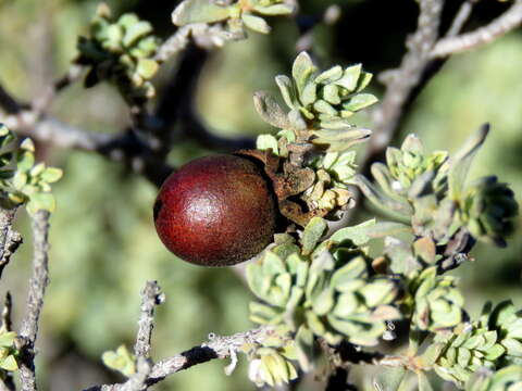 Image of Diospyros pubescens Pers.