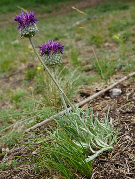 Image of Jurinea mollis (L.) Rchb.