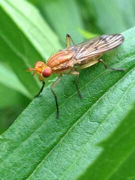 Image of Sciomyzidae