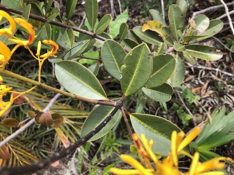 Image of Vochysia obovata Stafleu