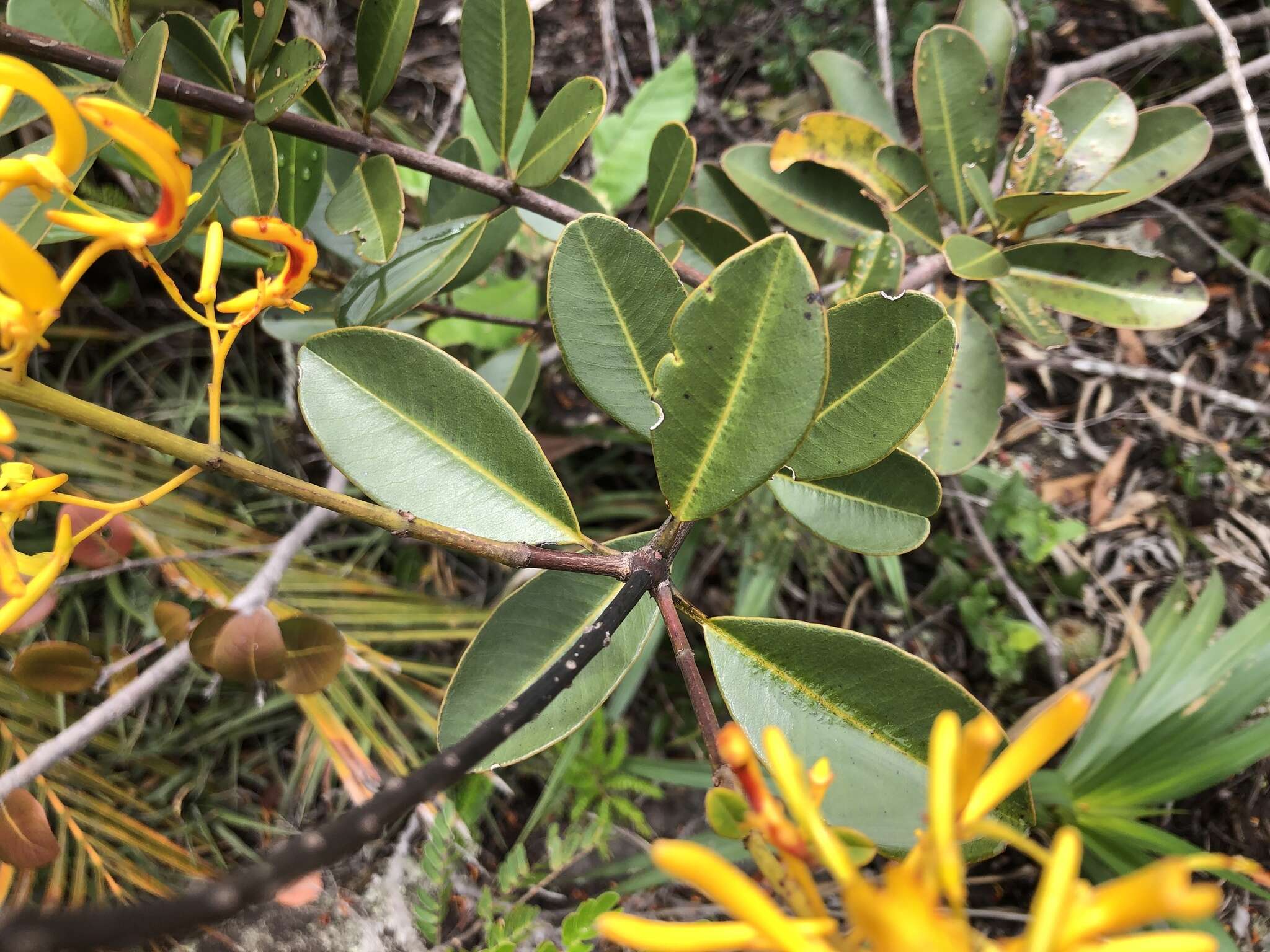 Imagem de Vochysia obovata Stafleu