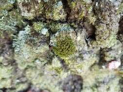 Image of tortella moss