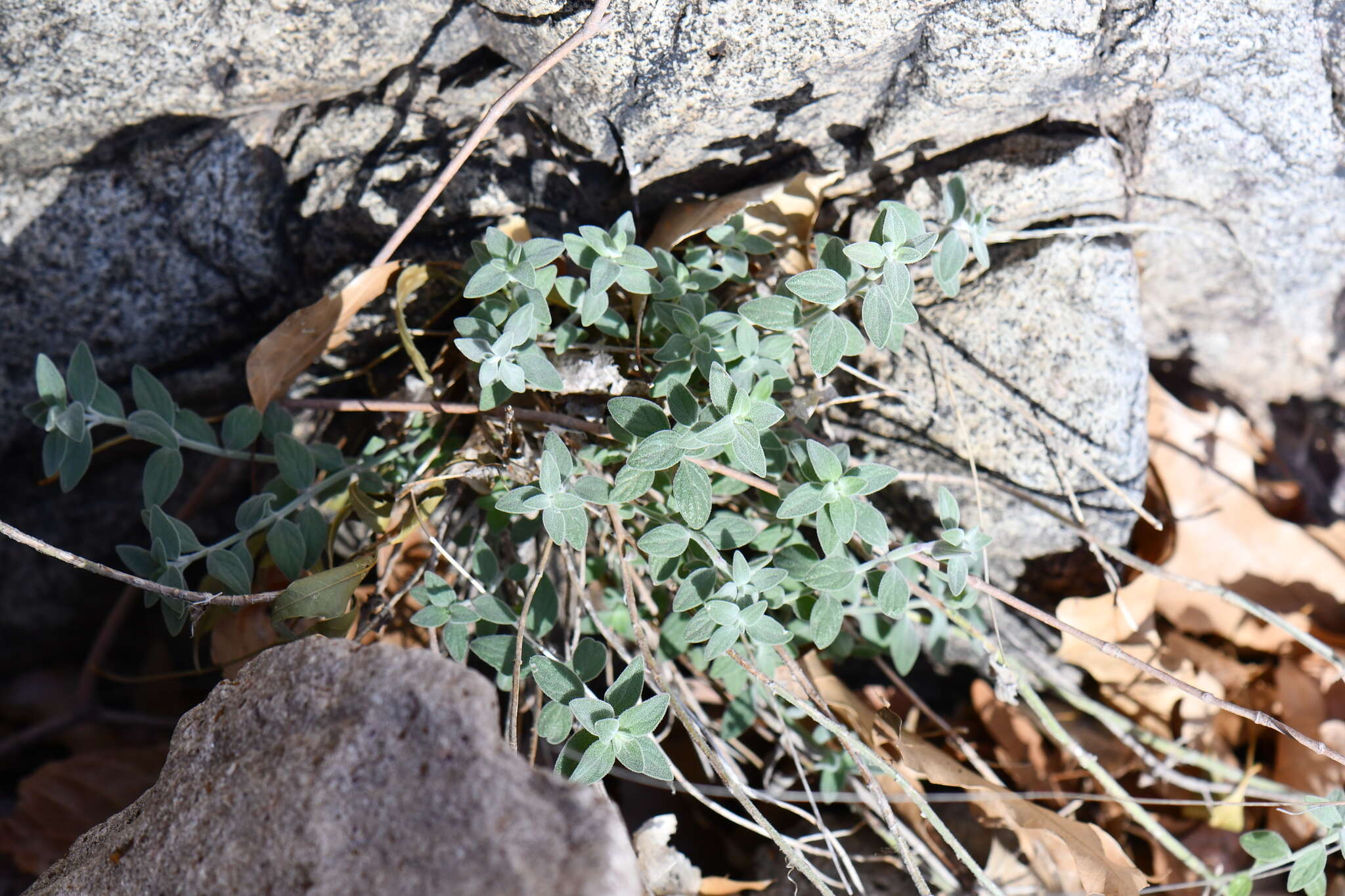 Image of softhair false pennyroyal