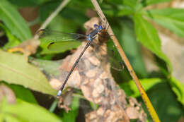 Image of Great Spreadwing