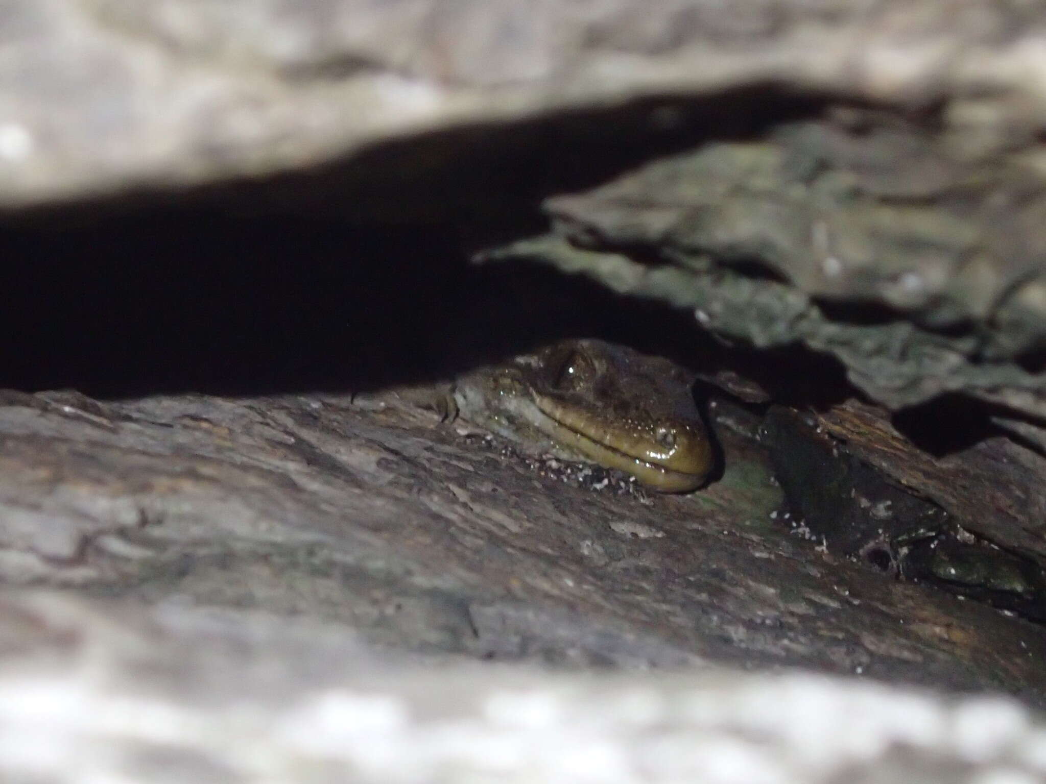 Image of Duvaucel's gecko