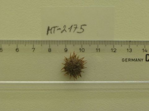 Image of green sea urchin
