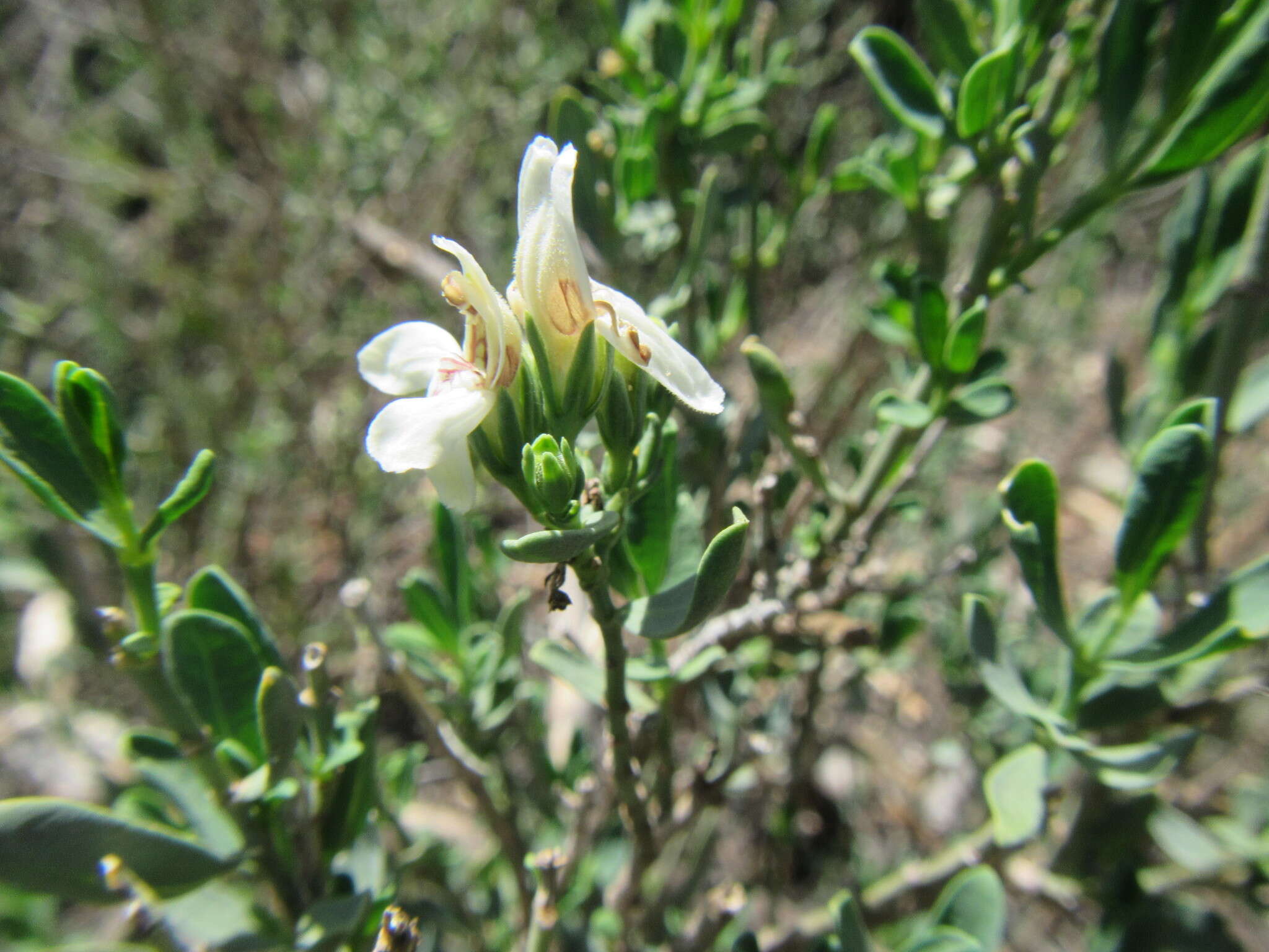 Image of Justicia cuneata Vahl