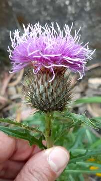 Image of Klasea baetica subsp. lusitanica