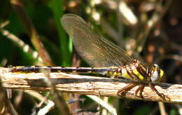 Image of Phanogomphus oklahomensis (Pritchard 1935)