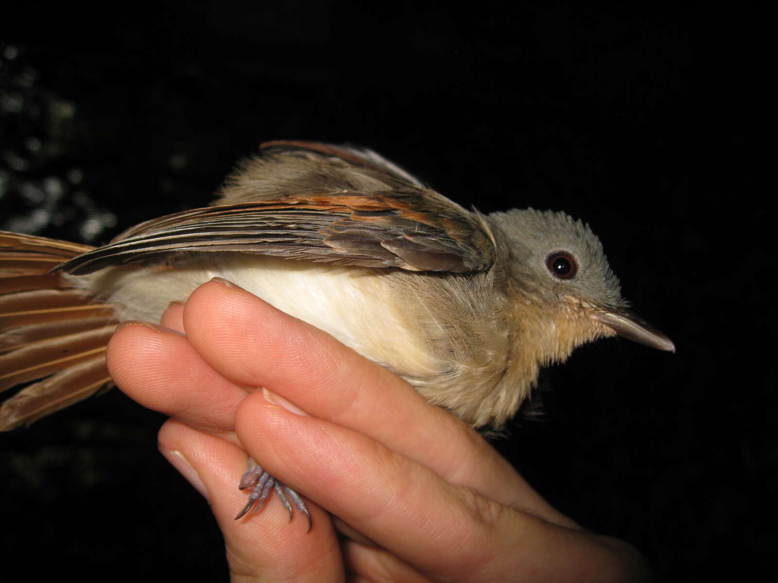 Слика од Philentoma pyrhoptera (Temminck 1836)