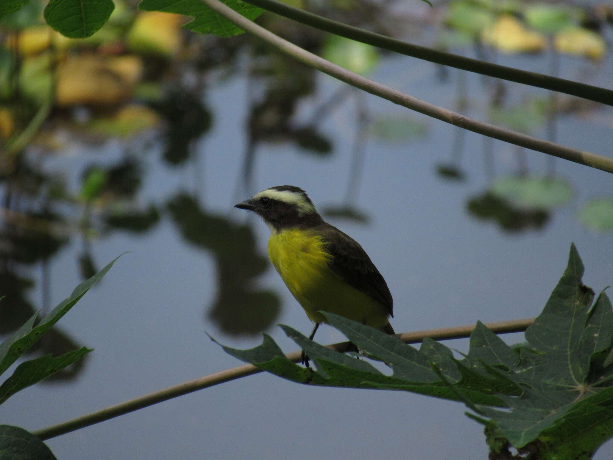Image of Rusty-margined Flycatcher