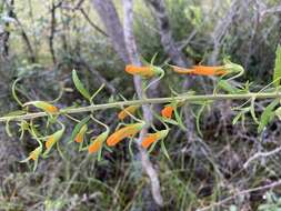 Image de Macranthera flammea (Bartr.) Pennell