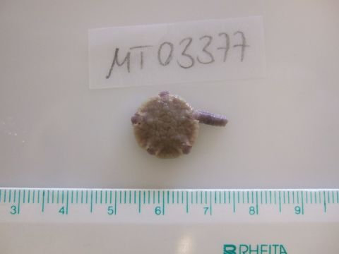 Image of little serpent-star
