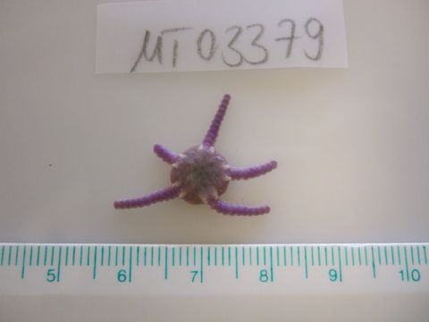 Image of little serpent-star