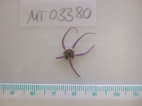 Image of little serpent-star