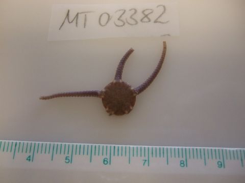 Image of <i>Ophiura albida</i> Forbes 1839