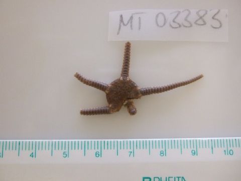 Image of little serpent-star