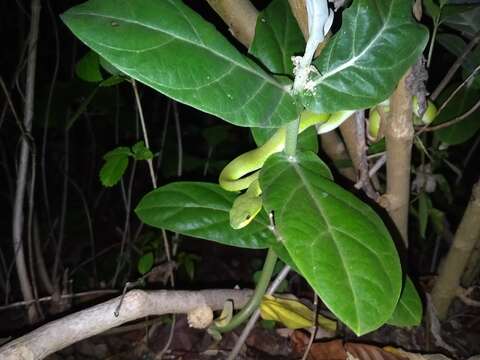 Image of White-lipped island pitviper