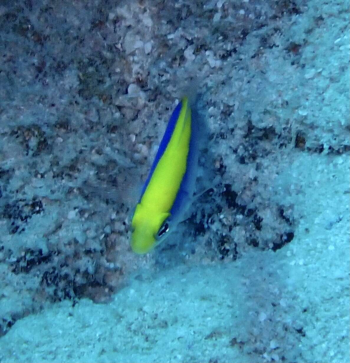 Image of Sunrise dottyback