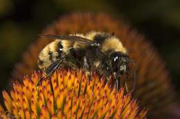 Image of Northern Amber Bumble Bee