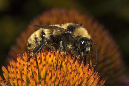 Sivun Bombus borealis Kirby 1837 kuva