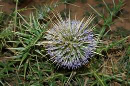 Image de Echinops bovei Boiss.