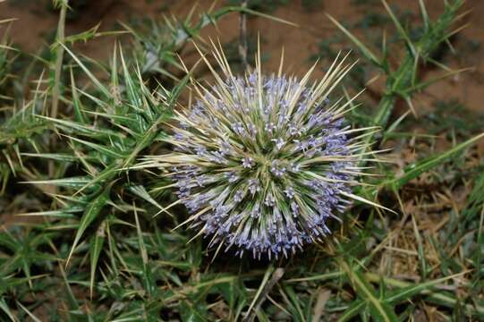 Image of Echinops bovei Boiss.