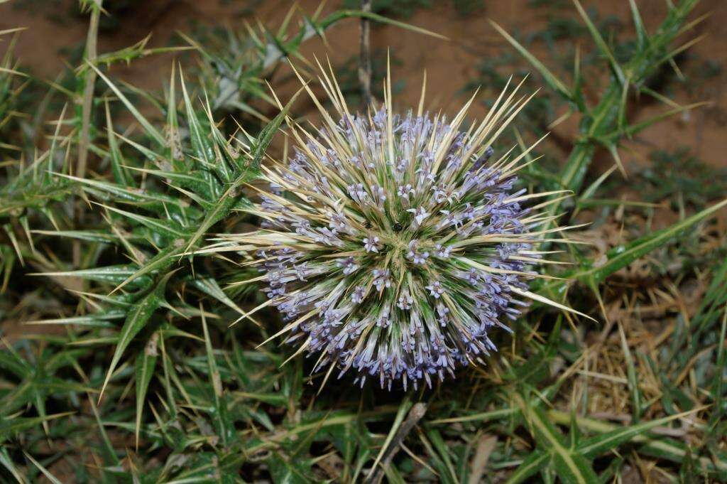 Image de Echinops bovei Boiss.