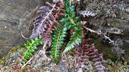 Слика од Polystichum acanthophyllum (Franch.) Christ