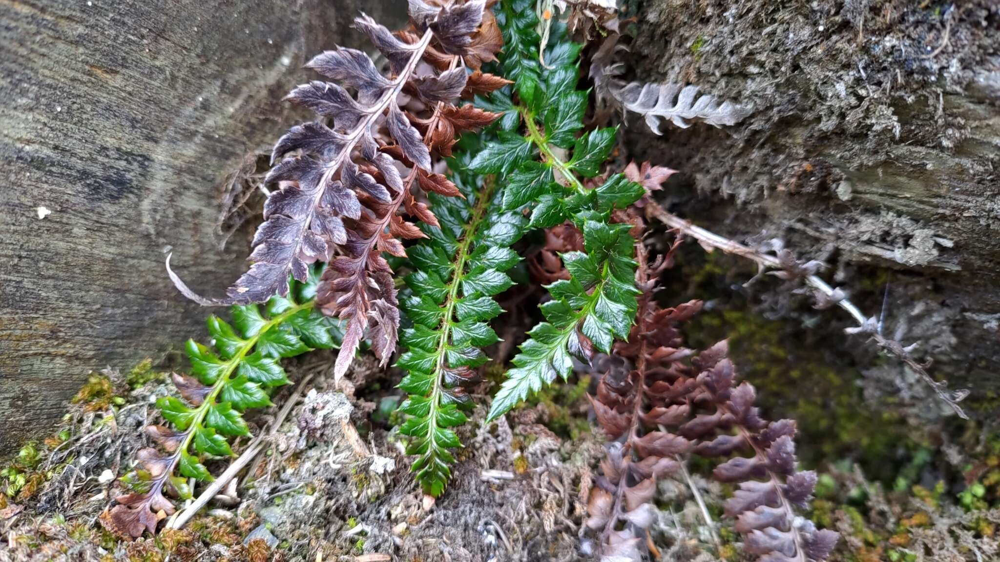 Polystichum acanthophyllum (Franch.) Christ resmi