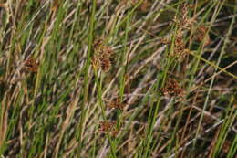Image of Juncus effusus subsp. austrocalifornicus Lint