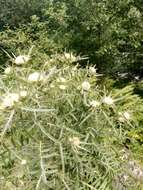 Image of woolly thistle