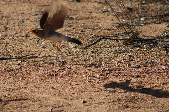 Image of Yellow-throated Miner