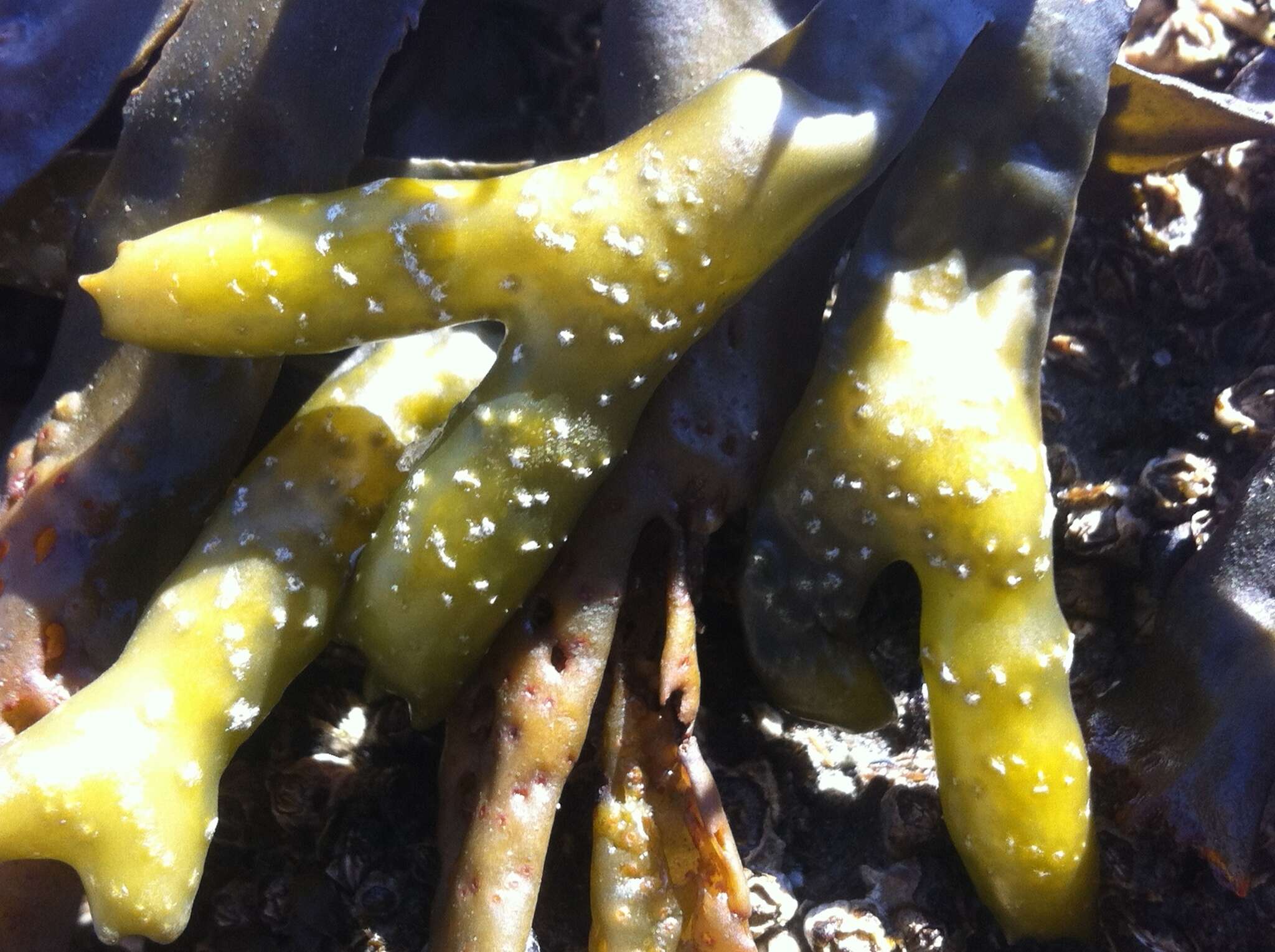 Image of Fucus distichus